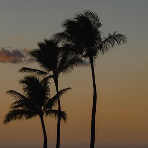 Preview wallpaper palm trees, beach, dusk, evening