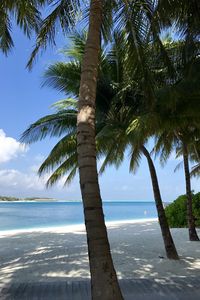 Preview wallpaper palm trees, beach, ocean, tropics, nature