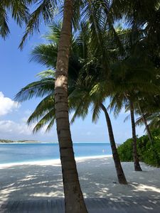 Preview wallpaper palm trees, beach, ocean, tropics, nature