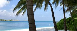 Preview wallpaper palm trees, beach, ocean, tropics, nature