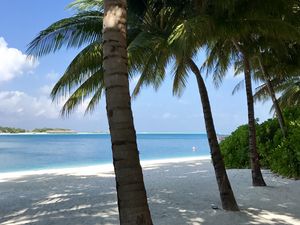 Preview wallpaper palm trees, beach, ocean, tropics, nature