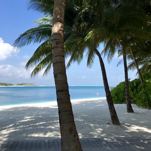Preview wallpaper palm trees, beach, ocean, tropics, nature