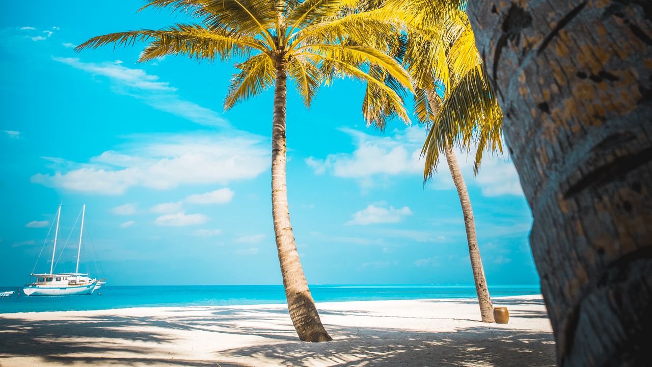 Wallpaper palm trees, beach, sand, tropics, paradise