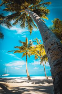Preview wallpaper palm trees, beach, sand, tropics, paradise