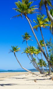 Preview wallpaper palm trees, beach, sand, tropics