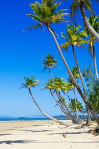 Preview wallpaper palm trees, beach, sand, tropics