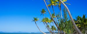 Preview wallpaper palm trees, beach, sand, tropics