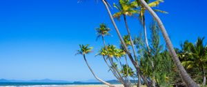 Preview wallpaper palm trees, beach, sand, tropics