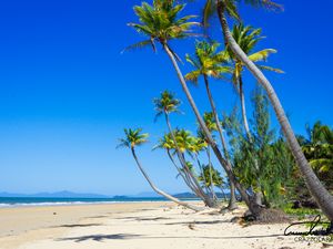 Preview wallpaper palm trees, beach, sand, tropics