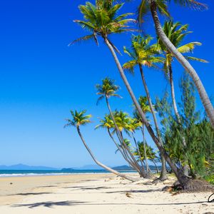Preview wallpaper palm trees, beach, sand, tropics