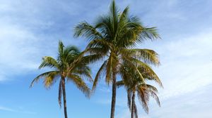 Preview wallpaper palm trees, beach, sand, tropics, ocean