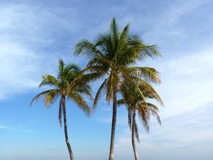 Preview wallpaper palm trees, beach, sand, tropics, ocean