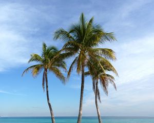 Preview wallpaper palm trees, beach, sand, tropics, ocean