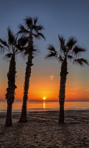 Preview wallpaper palm trees, beach, sand, sea, tropics, sunset