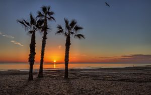 Preview wallpaper palm trees, beach, sand, sea, tropics, sunset