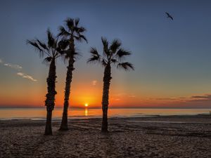 Preview wallpaper palm trees, beach, sand, sea, tropics, sunset