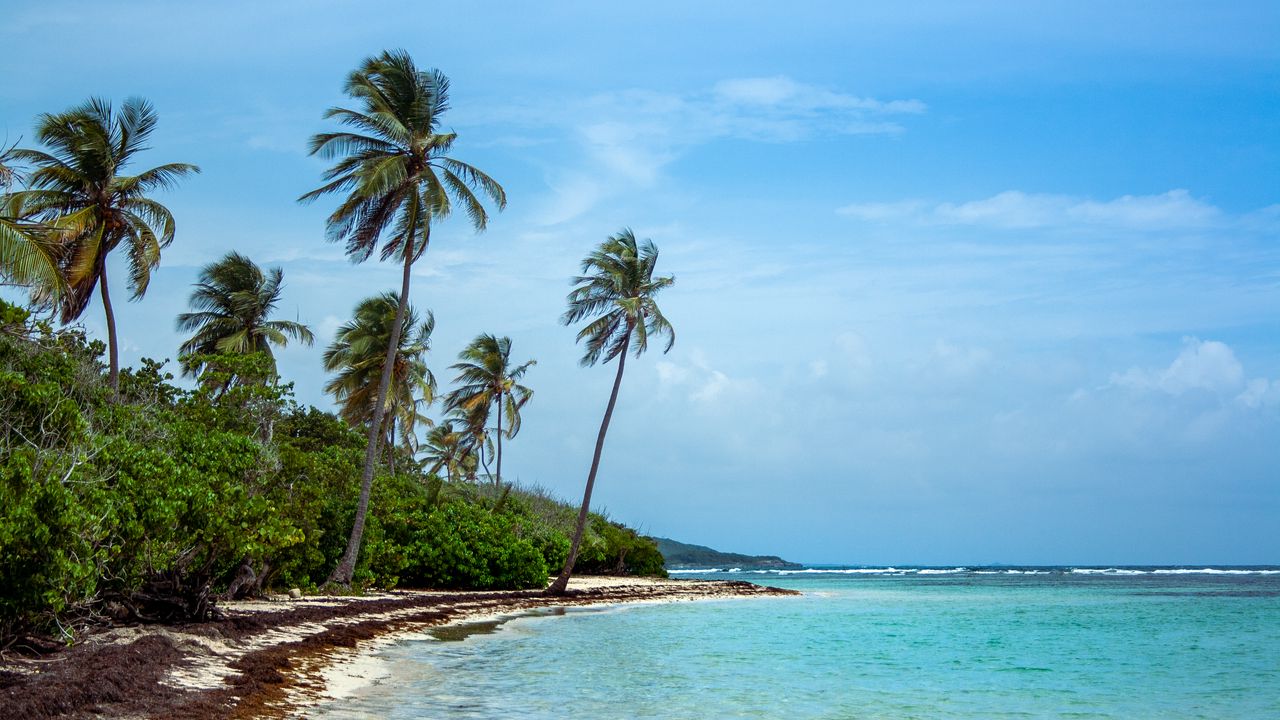 Wallpaper palm trees, beach, sea, tropics, summer, nature