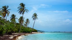 Preview wallpaper palm trees, beach, sea, tropics, summer, nature