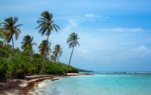 Preview wallpaper palm trees, beach, sea, tropics, summer, nature