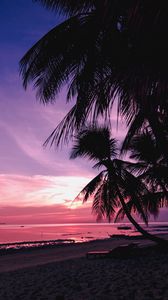 Preview wallpaper palm trees, beach, sunset, tropics, branches, shore