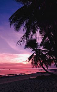 Preview wallpaper palm trees, beach, sunset, tropics, branches, shore