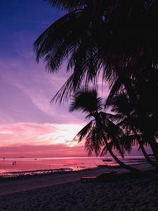 Preview wallpaper palm trees, beach, sunset, tropics, branches, shore