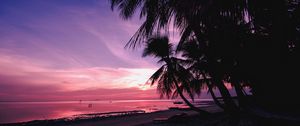 Preview wallpaper palm trees, beach, sunset, tropics, branches, shore