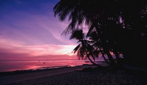 Preview wallpaper palm trees, beach, sunset, tropics, branches, shore