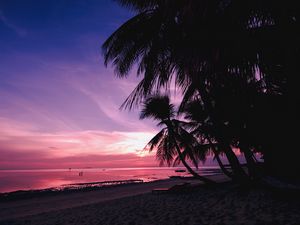 Preview wallpaper palm trees, beach, sunset, tropics, branches, shore