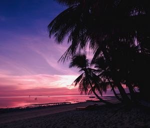 Preview wallpaper palm trees, beach, sunset, tropics, branches, shore