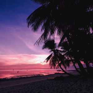 Preview wallpaper palm trees, beach, sunset, tropics, branches, shore