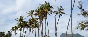 Preview wallpaper palm trees, beach, tide, waves