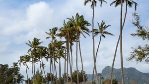 Preview wallpaper palm trees, beach, tide, waves