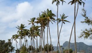 Preview wallpaper palm trees, beach, tide, waves