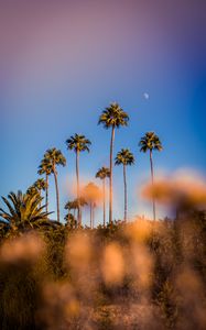 Preview wallpaper palm trees, blur, glare, bokeh, tropics, sky