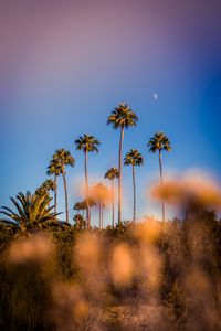 Preview wallpaper palm trees, blur, glare, bokeh, tropics, sky