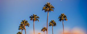 Preview wallpaper palm trees, blur, glare, bokeh, tropics, sky