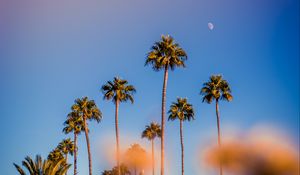 Preview wallpaper palm trees, blur, glare, bokeh, tropics, sky