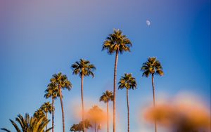 Preview wallpaper palm trees, blur, glare, bokeh, tropics, sky