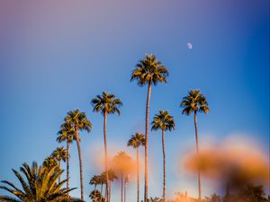 Preview wallpaper palm trees, blur, glare, bokeh, tropics, sky