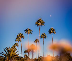 Preview wallpaper palm trees, blur, glare, bokeh, tropics, sky