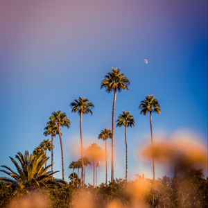 Preview wallpaper palm trees, blur, glare, bokeh, tropics, sky