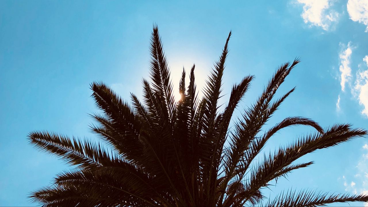 Wallpaper palm trees, bottom view, branches, sky, clouds, tropics hd ...