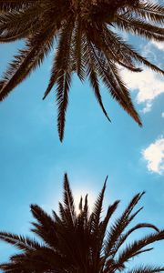 Preview wallpaper palm trees, bottom view, branches, sky, clouds, tropics