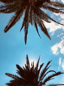 Preview wallpaper palm trees, bottom view, branches, sky, clouds, tropics