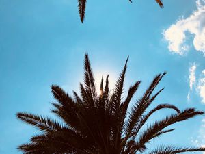 Preview wallpaper palm trees, bottom view, branches, sky, clouds, tropics