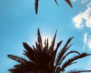 Preview wallpaper palm trees, bottom view, branches, sky, clouds, tropics