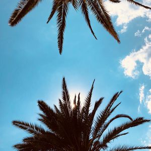 Preview wallpaper palm trees, bottom view, branches, sky, clouds, tropics