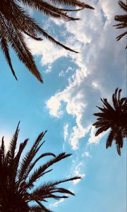 Preview wallpaper palm trees, bottom view, branches, sky, tropics, leaves