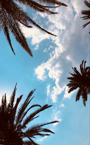 Preview wallpaper palm trees, bottom view, branches, sky, tropics, leaves